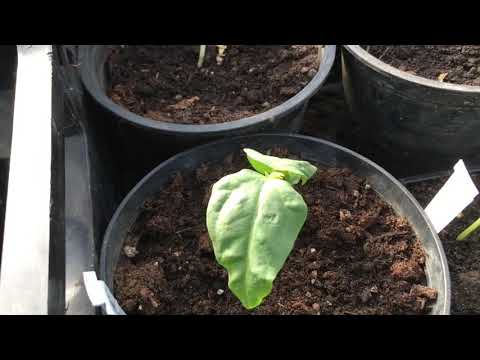 Microclimate greenhouse