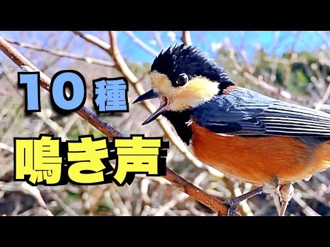 ブロトゲリス・バーシクルルス