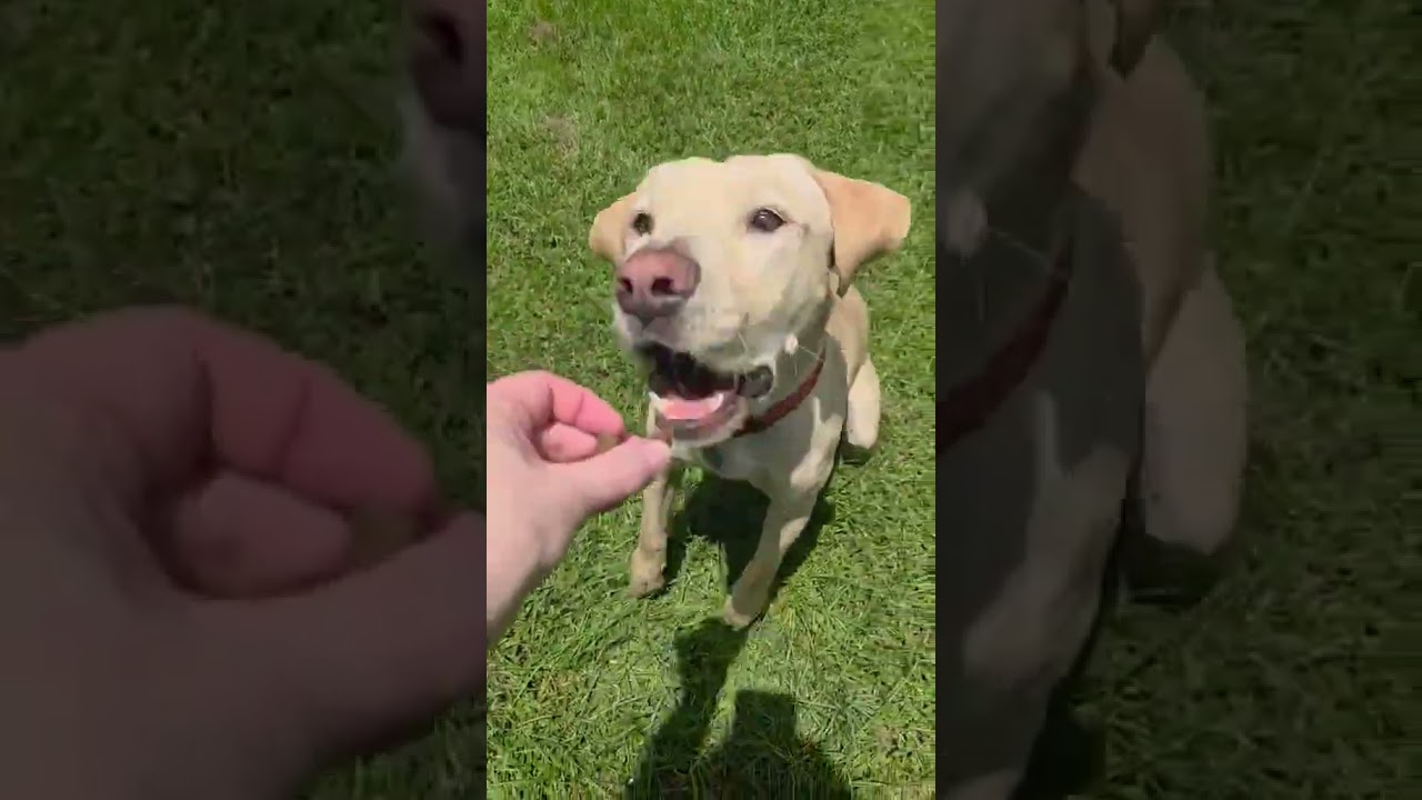 Enlarge Mello Yellow 2, an adopted mixed breed in Killingworth, CT video 5/6