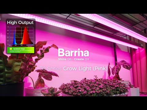 T8 Series Grow Lights Pink Light Installation and Usage #barrina #barrinagrowlight #t8lightning