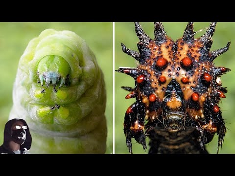 Why Did Caterpillars Stop Turning into Butterflies and Become Flesh Eating Monsters?