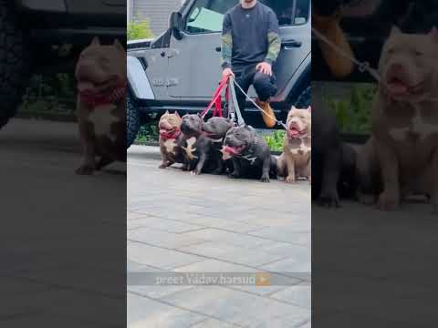 American bully dog attitude WhatsApp status #dog #shorts #americanbully #tiktok