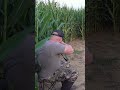 Hunter surrounded by coyotes! #howling #animal #predatorhunting #coyotes #coyote #wildlife