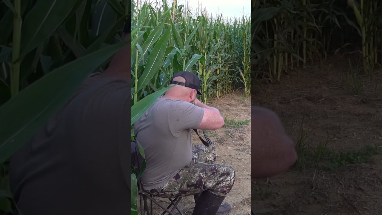 Hunter surrounded by coyotes! #howling #animal #predatorhunting #coyotes #coyote #wildlife