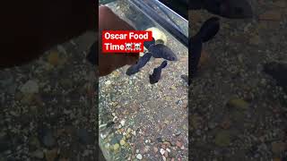 Oscars Gang☠️☠️ Attack #oscars #oscarfish #fishattack # #fishtank #aquarius #fish #youtubeshorts