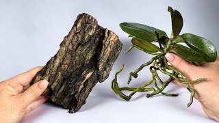 Natürlich und ungewöhnlich! Pflanzen einer ORCHIDEEN auf einem Rindenblock