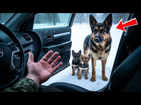 Navy SEAL Opens Truck Door for FREEZING Dog Family – What Happens Next Will Melt Your Heart