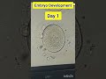 Embryo development process in IVF #embryology #embryodevelopment #embryologist #ivf #ivfprocess