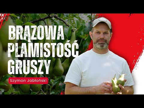 Pear brown spot IS ATTACKING! How to save your orchard from Stemphylium?!