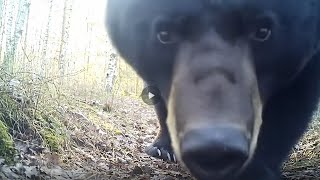 Infrared Trail Cameras Caught What Animals Do in the Forest at Night!