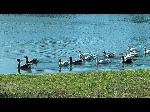 #nature Naturaleza 💚 Gansos 🪿 Lago 🏞️ Shangrila, Uruguay 🇺🇾