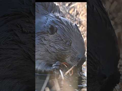 The beavers are happy the lakes are opening up!