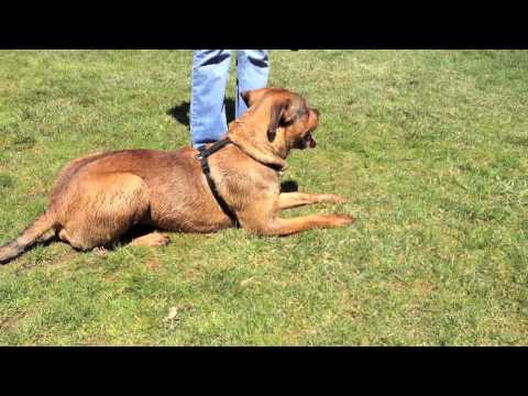 --Jack, an adopted Rottweiler & German Shepherd Dog Mix in Spring Lake, NJ_image-1