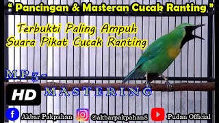 Download lagu TERBUKTI PALING AMPUH SUARA PIKAT CUCAK RANTING GA... mp3
