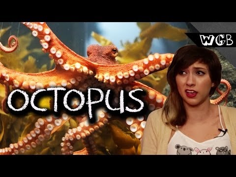Octopuses Are Weird, Gross and Beautiful