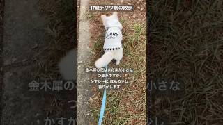 金木犀の公園を散歩#チワワ #シニア犬との暮らし #17歳チワワ #dog