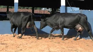 Vídeo 20 - 1ª ETAPA MEGA LIQUIDAÇÃO TOTAL AGROPECUÁRIA MARAJOARA - DIA 4 | GADO GIROLANDO E HOLANDÊS