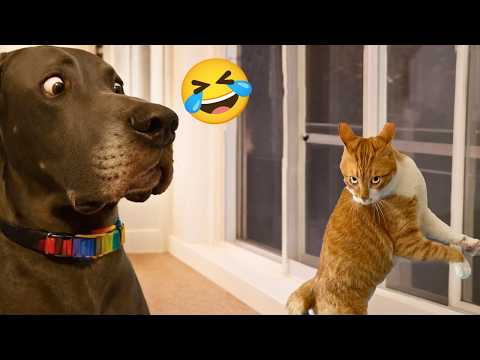 99.9% Can’t Handle the Cuteness of These Dogs 😍 Top Funny Puppies Videos Ever!