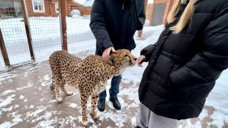 Гепард Герда ПОКОРИЛА эту девочку❤️‍🔥