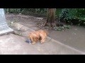 Crazy Dog Bites Its Own Leg