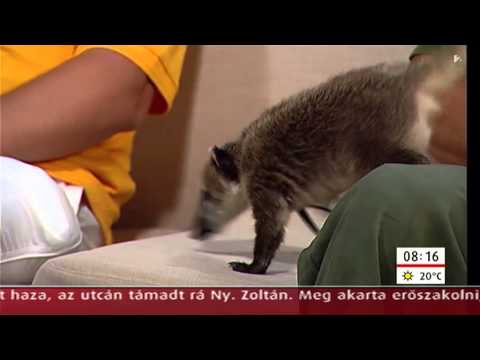 Brunó lehet a kifutók sztárja - tv2.hu/mokka