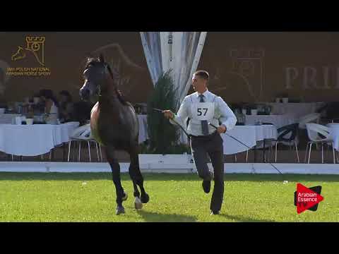 N.57 DONG - 2017 Pride Of Poland - 3 Years Old Colts (Class 6)
