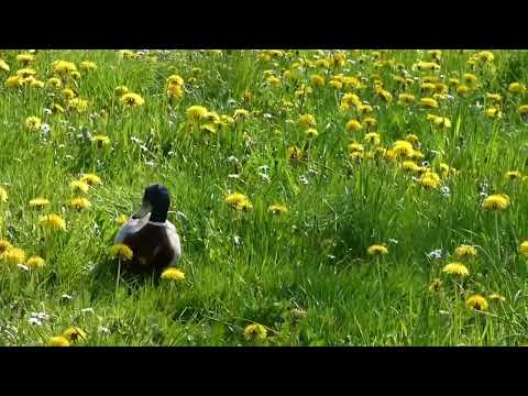 Der Frühling im Eichsfeld, gesehen am unteren Dünwanderweg, Speicher Deuna und bei Niederorschel