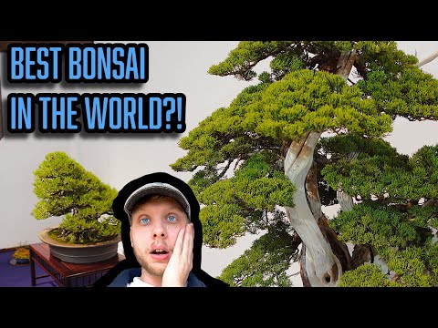 I Visited the World's Best Bonsai Exhibition