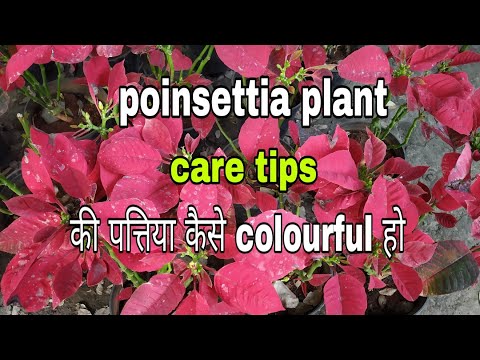 download lagu mp3 mp4 Red Leaves Pink Flowers, download lagu Red Leaves Pink Flowers gratis, unduh video klip Red Leaves Pink Flowers