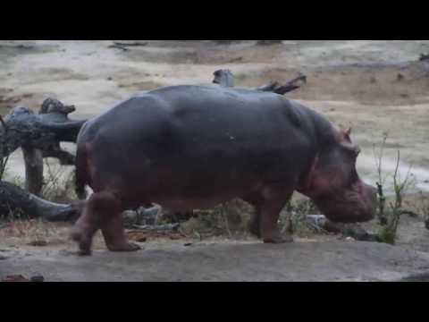 Djuma: Lone Hippo known as Steve leaving the pan - 05:20 - 11/20/19