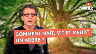 C'est pas sorcier - La savane au fond des bois