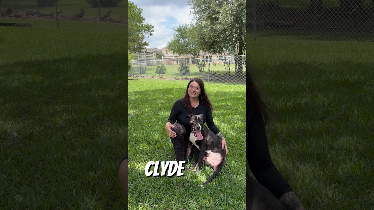 Enlarge Clyde, a Adoptable Mixed Breed in Webster, TX video 6/6