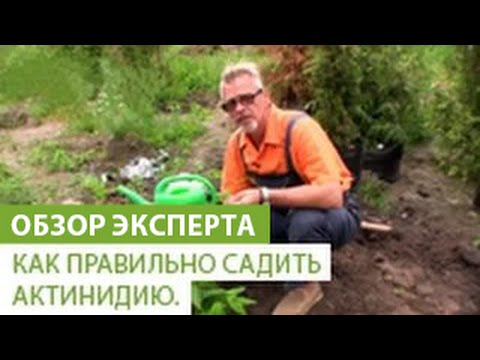 Актинидия: особенности выращивания