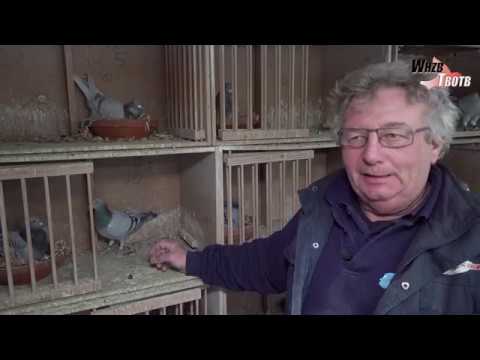 WHZB/TBOTB 2018 Winners - Youngbirds Middle Distance: Tjitte & Lesley (with English subtitles)