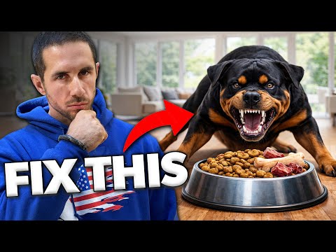 Food Aggression in Dogs: What You're Doing WRONG