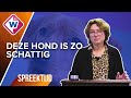 Welk hondje past het beste bij mij?