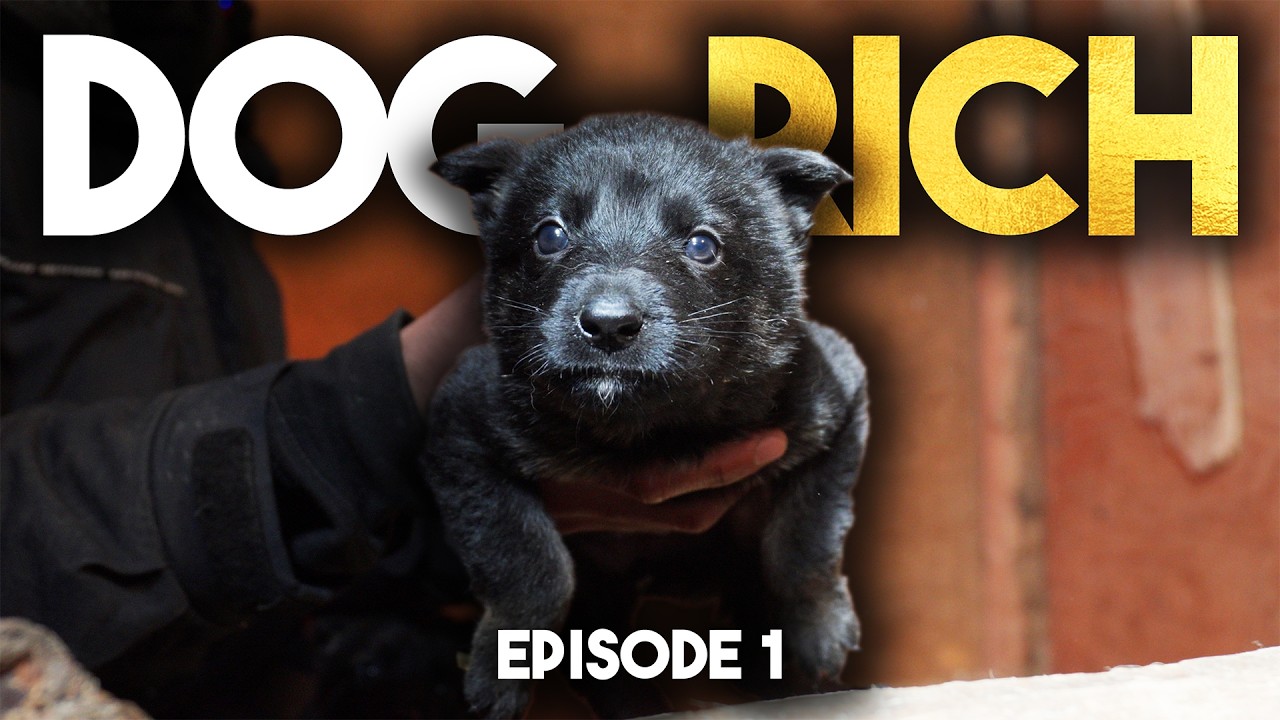 Dog Rich “Cash is King” - Episode 1