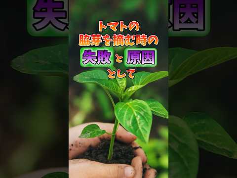 病気 トマト 黒い茎 治療 灰色カビ病 腐敗