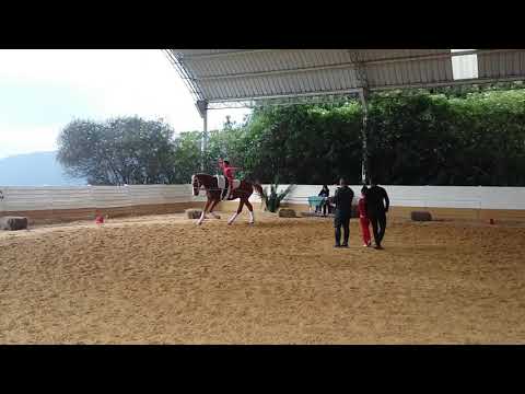 20171028 - CONCURSO NACIONAL DE VAULTING LA CAPRIOLA - Obligatorios Equipos D Reducida