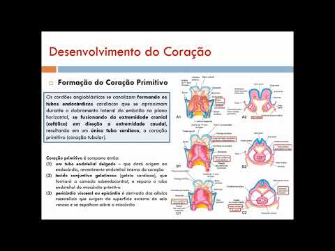 (Semestre 2A) Aula 01 - Desenvolvimento do Coração