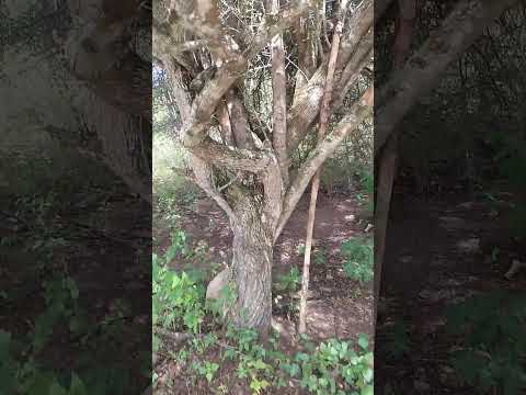 belo lago pe de quixaba