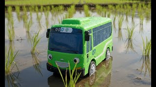 Bus Tayo Hijau dan Teman-Temannya Bermain di Sawah 🌾🚍💦