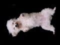 Cute Puppy Tickles Elmo