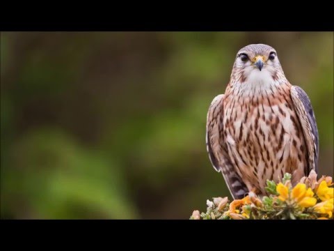 Solarstone with Giuseppe Ottaviani - Falcons (LenART's Out Of Drums Remix)