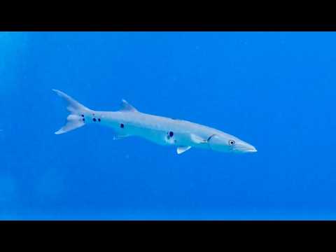 5 Silvery A - scuba diving video