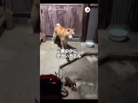 愛犬の動画撮ってたら...｜PECO