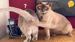Funniest Animals - Best Of The 2022 Funny Animal Videos #2