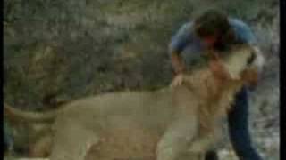 the wild lion and his friends,, video