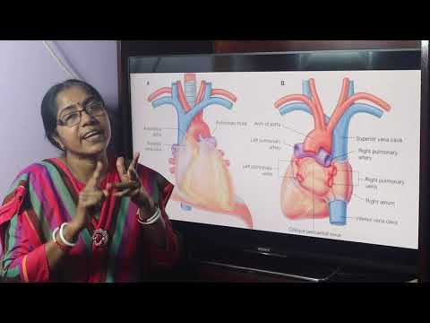 Lecture On Superior Vena Cava