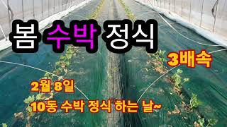 수박 10동 정식~이제 슬슬 일 시작  이구만요~^^